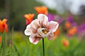 THE LAND GARDENERS, WARDINGTON MANOR, OXFORDSHIRE: CLOSE UP PLANT PORTRAIT OF TULIP - TULIPA LA BELLE EPOQUE. FLOWER, SPRING, BULB, COFFEE, PINK