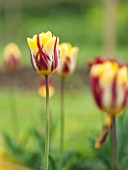 THE LAND GARDENERS, WARDINGTON MANOR, OXFORDSHIRE: CLOSE UP PLANT PORTRAIT OF TULIP - TULIPA HELMAR - YELLOW AND RED, FLOWER, SPRING, BULB, APRIL, MAY
