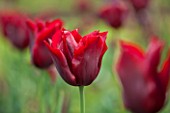 THE LAND GARDENERS, WARDINGTON MANOR, OXFORDSHIRE: CLOSE UP PLANT PORTRAIT OF TULIP - TULIPA JAN REUS - RED, FLOWER, SPRING, BULB, APRIL, MAY