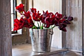 THE LAND GARDENERS, WARDINGTON MANOR, OXFORDSHIRE: METAL BUCKET / CONTAINER IN WINDOWSILL FILLED WITH TULIPS - TULIPA JAN REUS AND TULIP QUEEN OF NIGHT - BULBS, SPRING