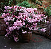 RHODODENDRON BEAU BELLES IN CONTAINER AT  THE OLD SCHOOL HOUSE  ESSEX.