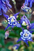 CLOSE UP OF AQUILEGIA WINKY BLUE AND WHITE