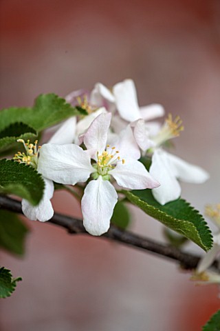 PENNARD_PLANTS_SOMERSET_BLOSSOM_OF_APPLE__MALUS_COURT_OF_WICK