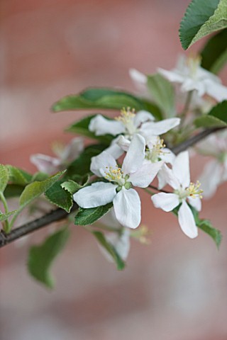 PENNARD_PLANTS_SOMERSET_BLOSSOM_OF_APPLE__MALUS_COURT_OF_WICK