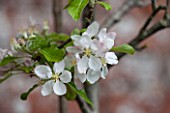 PENNARD PLANTS, SOMERSET: BLOSSOM OF APPLE - MALUS QUEEN COX