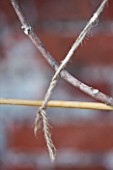 PENNARD PLANTS, SOMERSET: CLOSE UP OF STRING TIED TO FIG - FICUS CARIA ICE CRYSTAL