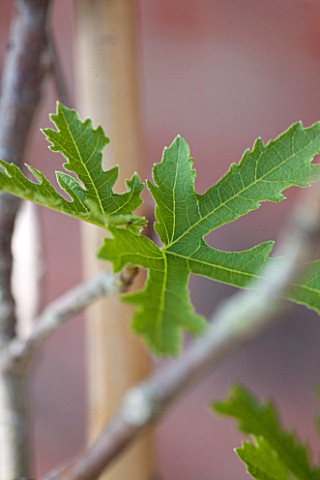 PENNARD_PLANTS_SOMERSET_CLOSE_UP_OF_FRESH_GREEN_LEAF_OF_FIG__FICUS_CARIA_ICE_CRYSTAL