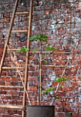 PENNARD PLANTS, SOMERSET: FIG - FICUS CARIA ICE CRYSTAL -BESIDE A LADDER