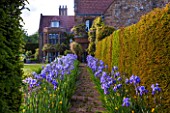 WARDINGTON MANOR, OXFORDSHIRE: THE LAND GARDENERS: VIEW TO YEW HEDGE IN SPRING WITH PATH LINED WITH BLUE IRIS - FRAME, FRAMING, PATH, STONE, HOUSE, COUNTRY GARDEN