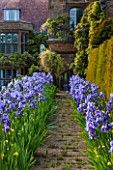 WARDINGTON MANOR, OXFORDSHIRE: THE LAND GARDENERS: PATH IN SPRING LINED WITH BLUE IRIS WITH YEW HEDGE BESIDE - FRAME, FRAMING, PATH, STONE, HOUSE, COUNTRY GARDEN