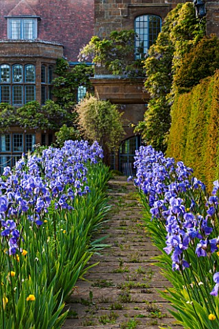 WARDINGTON_MANOR_OXFORDSHIRE_THE_LAND_GARDENERS_PATH_IN_SPRING_LINED_WITH_BLUE_IRIS_WITH_YEW_HEDGE_B