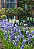 WARDINGTON MANOR, OXFORDSHIRE: THE LAND GARDENERS: PATH IN SPRING LINED WITH BLUE IRIS AND WHITE LUPINS - FRAME, FRAMING, PATH, STONE, HOUSE, COUNTRY GARDEN