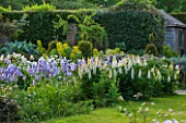 WARDINGTON MANOR, OXFORDSHIRE: THE LAND GARDENERS: GRASS AND BORDER IN SPRING WITH WHITE LUPINS AND BLUE IRIS. HOUSE, COUNTRY GARDEN