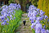 WARDINGTON MANOR, OXFORDSHIRE: THE LAND GARDENERS: BLACK CAT ON STONE PATH AND BORDER IN SPRING WITH BLUE IRIS. HOUSE, COUNTRY GARDEN