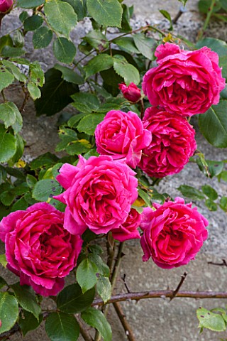 HADDON_HALL_DERBYSHIRE_ROSES_ON_THE_HALL_WALL