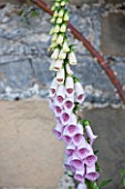 HADDON HALL, DERBYSHIRE: CLOSE UP OF FOXGLOVE BESIDE THE HALL