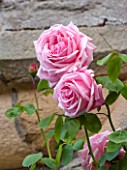 HADDON HALL, DERBYSHIRE: CLOSE UP OF PINK ROSES AGAINST HALL