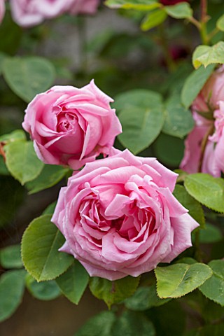 HADDON_HALL_DERBYSHIRE_CLOSE_UP_OF_PINK_ROSES