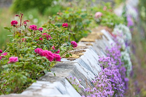 HADDON_HALL_DERBYSHIRE_ROSES_BESIDE_A_WALL_ON_THE_LOWER_GARDEN