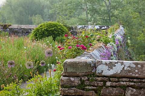 HADDON_HALL_DERBYSHIRE_ROSES_BESIDE_A_WALL_ON_THE_LOWER_GARDEN_WITH_VIEWS_OF_THE_COUNTRYSIDE_BEYOND_