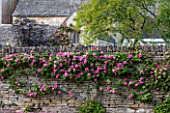 ABLINGTON MANOR  GLOUCESTERSHIRE: ROSES GROWING ON COTSWOLD STONE WALL BESIDE TENNIS COURT. ROMANCE  ROMANTIC  CLASSIC ENGLISH GARDEN  JUNE  SUMMER  FLOWERS