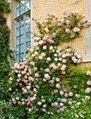 ABLINGTON MANOR  GLOUCESTERSHIRE: CLIMBING ROSE - ROSA FRANCOIS JURANVILLE - GROWING AGAINST MANOR HOUSE FRONT. CLASSIC COUNTRY GARDEN  JUNE  SUMMER  ROMANCE  ROMANTIC  WINDOW