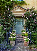 ABLINGTON MANOR  GLOUCESTERSHIRE: CLIMBING ROSE - ROSA CHARLES RENNIE MACKINTOSH - GROWING AGAINST MANOR HOUSE FRONT DOOR. CLASSIC COUNTRY GARDEN  JUNE  SUMMER  ROMANCE  ROMANTIC