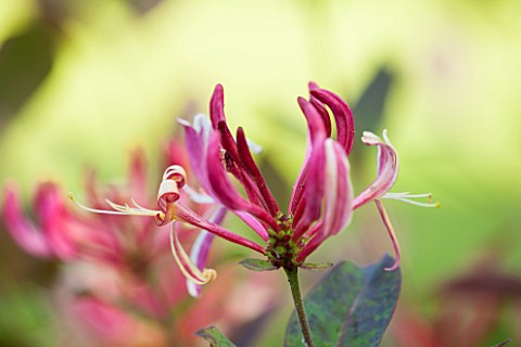 ABLINGTON_MANOR__GLOUCESTERSHIRE_CLOSE_UP_OF_THE_PINK_FLOWER_OF_DUTCH_HONEYSUCKLE__LONICERA_PERICLYM
