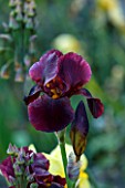 ABLINGTON MANOR  GLOUCESTERSHIRE: CLOSE UP OF THE PURPLE - MAROON FLOWER OF IRIS SENLAC   JUNE  SUMMER  FLOWER  ROMANTIC  SULTRY