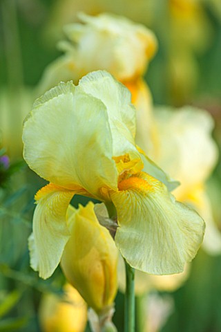 ABLINGTON_MANOR__GLOUCESTERSHIRE_CLOSE_UP_OF_THE_YELLOW_FLOWER_OF_AN_IRIS_GERMANICA___JUNE__SUMMER__