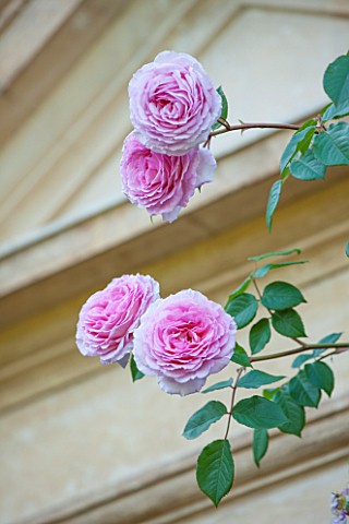 ABLINGTON_MANOR__GLOUCESTERSHIRE_CLOSE_UP_OF_THE_PINK_FLOWERS_OF_ROSE__ROSA_CHARLES_RENNIE_MACKINTOS
