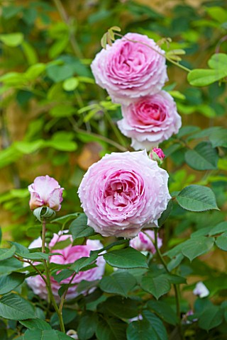 ABLINGTON_MANOR__GLOUCESTERSHIRE_CLOSE_UP_OF_THE_PINK_FLOWERS_OF_ROSE__ROSA_CHARLES_RENNIE_MACKINTOS