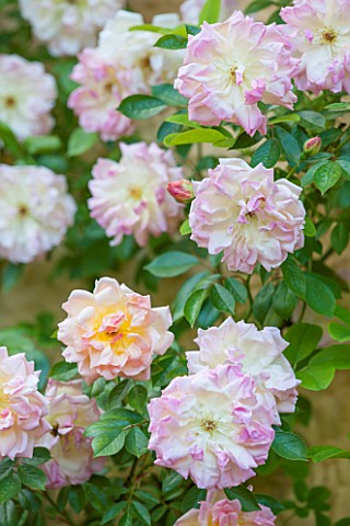 ABLINGTON_MANOR__GLOUCESTERSHIRE_CLOSE_UP_OF_THE_CORAL_PINK_FLOWERS_OF_ROSE__ROSA_FRANCOIS_JURANVILL