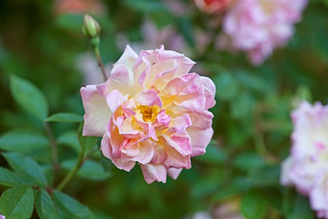 ABLINGTON_MANOR__GLOUCESTERSHIRE_CLOSE_UP_OF_THE_CORAL_PINK_FLOWER_OF_ROSE__ROSA_FRANCOIS_JURANVILLE