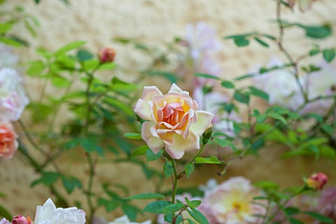 ABLINGTON_MANOR__GLOUCESTERSHIRE_CLOSE_UP_OF_THE_CORAL_PINK_FLOWER_OF_ROSE__ROSA_FRANCOIS_JURANVILLE