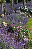 GREAT FOSTERS, SURREY: THE ROSE GARDEN IN JUNE: CATMINT - NEPETA FAASSENII AND ROSES. FORMAL, SUMMER, ENGLISH GARDEN, ROSES, CLASSIC, ROMANTIC, BORDER, PURPLE, BLUE