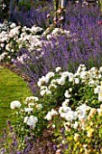 GREAT FOSTERS, SURREY: THE ROSE GARDEN IN JUNE: CATMINT - NEPETA FAASSENII AND ROSES. FORMAL, SUMMER, ENGLISH GARDEN, ROSES, CLASSIC, ROMANTIC, BORDER, PURPLE, BLUE, WHITE