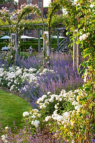 GREAT_FOSTERS_SURREY_THE_ROSE_GARDEN_IN_JUNE_CATMINT__NEPETA_FAASSENII_AND_ROSES_FORMAL_SUMMER_ENGLI