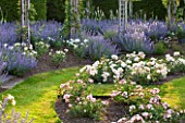 GREAT FOSTERS, SURREY: THE ROSE GARDEN IN JUNE: CATMINT - NEPETA FAASSENII AND ROSES. FORMAL, SUMMER, ENGLISH GARDEN, ROSES, CLASSIC, ROMANTIC, BORDER, PURPLE, BLUE, WHITE