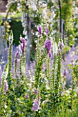 GREAT FOSTERS, SURREY: THE ROSE GARDEN IN JUNE: CATMINT - NEPETA FAASSENII AND FOXGLOVES -. FORMAL, SUMMER, ENGLISH GARDEN, CLASSIC, ROMANTIC, BORDER, PURPLE, BLUE, PINK, DIGITALIS