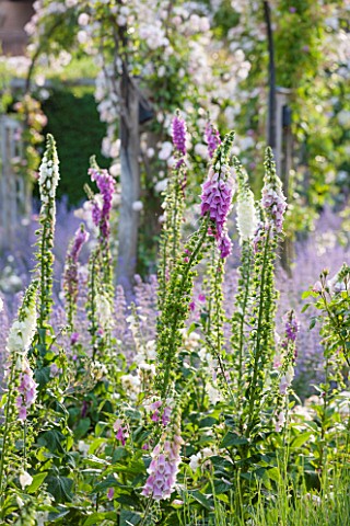 GREAT_FOSTERS_SURREY_THE_ROSE_GARDEN_IN_JUNE_CATMINT__NEPETA_FAASSENII_AND_FOXGLOVES__FORMAL_SUMMER_