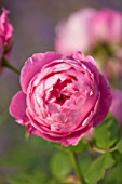 GREAT FOSTERS, SURREY: THE ROSE GARDEN IN JUNE: CLOSE UP OF SALMON / PINK FLOWER OF DAVID AUSTIN ROSE - ROSA BOSCOBEL - AUSCOUSIN. ENGLISH LEANDER HYBRID. SCENT, SCENTED, FRAGRANT