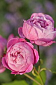 GREAT FOSTERS, SURREY: THE ROSE GARDEN IN JUNE: CLOSE UP OF PINK / LILAC FLOWER OF ROSE - ROSA REINE VICTORIA - OLD ROSE, PLANT PORTRAIT, SUMMER