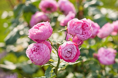 GREAT_FOSTERS_SURREY_THE_ROSE_GARDEN_IN_JUNE_CLOSE_UP_OF_PINK__LILAC_FLOWER_OF_ROSE__ROSA_REINE_VICT