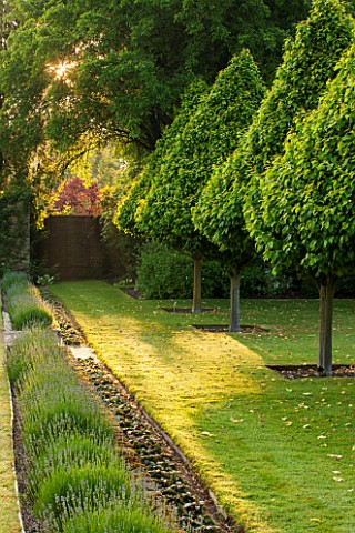 LITTLE_MYNTHURST_FARM_SURREY_LAWN_AND_CLIPPED_HORNBEAMS__CARPINUS_BETLUS_TOPIARY_ROW_ENGLISH_COUNTRY