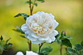 LITTLE MYNTHURST FARM, SURREY: CLOSE UP PLANT PORTRAIT OF THE WHITE FLOWER OF A  ROSE - ROSA MADAME ALFRED CARRIERE. SCENTED, FRAGRANT, SHRUBS, ROSES