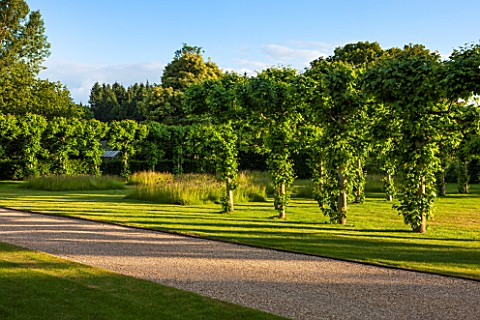 PRIVATE_GARDEN_GLOUCESTERSHIRE__DESIGNER_ANGEL_COLLINS_ROW_OF_POLLARDED_LIMES__TILIA_PLATYPHYLLOS_BE