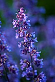PRIVATE GARDEN, GLOUCESTERSHIRE - DESIGNER ANGEL COLLINS - BLUE / PURPLE FLOWER OF NEPETA RACEMOSA WALKERS LOW, HERB, SCENT, SCENTED, FRAGRANT, SUMMER, JULY, PLANT PORTRAIT, SINGLE