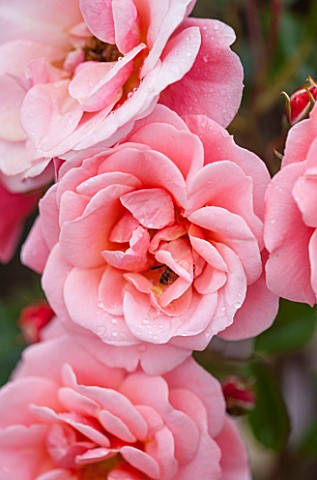 RHS_GARDEN_WISLEY_SURREY__CLOSE_UP_OF_PINK_ROSE__ROSA_FASCINATION_POULMAX__SCENT_SCENTED_FRAGRANT_FL