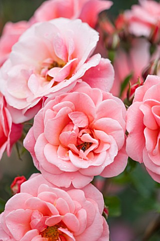 RHS_GARDEN_WISLEY_SURREY__CLOSE_UP_OF_PINK_ROSE__ROSA_FASCINATION_POULMAX__SCENT_SCENTED_FRAGRANT_FL
